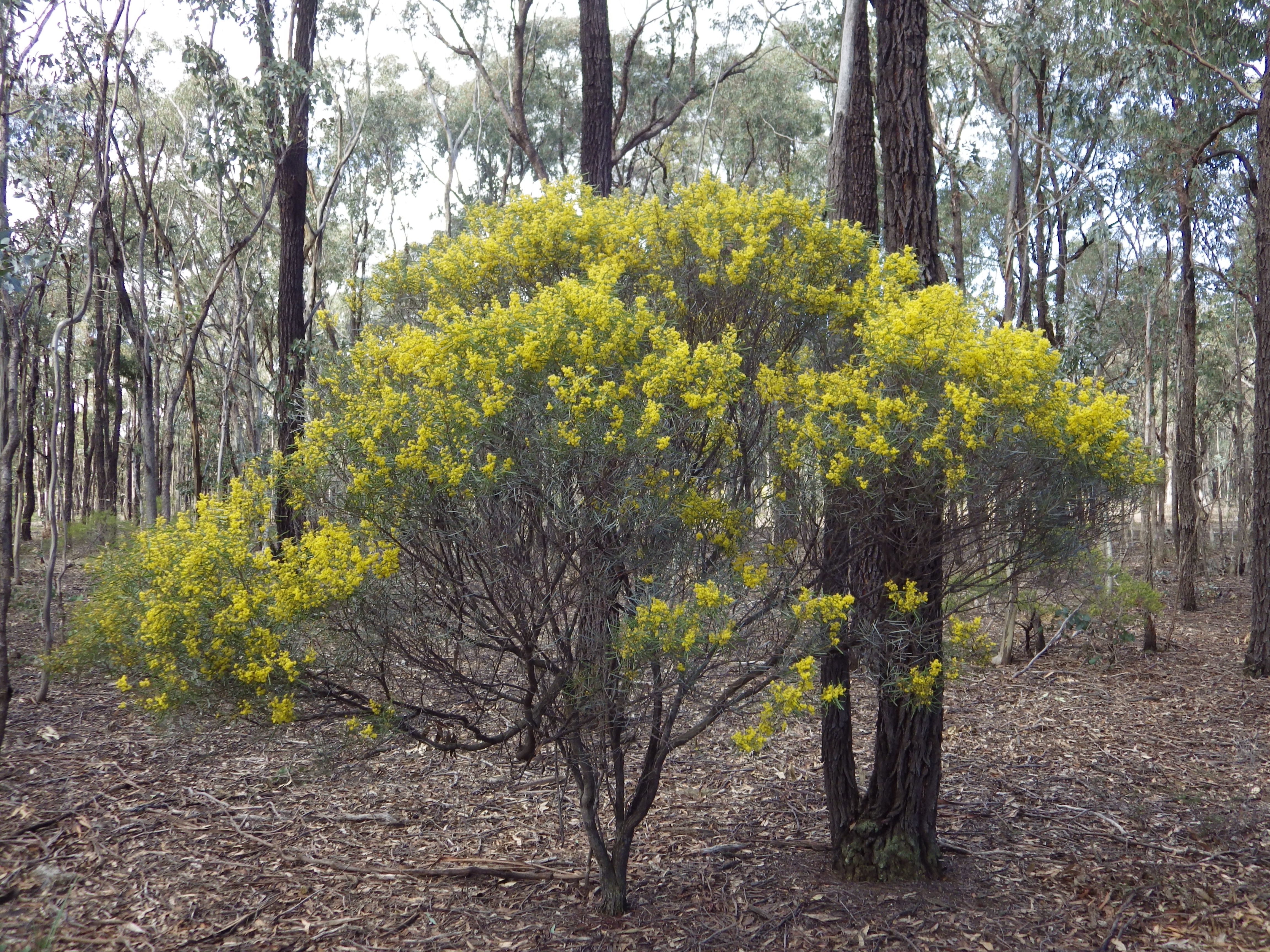Wattle Day Ride – Rushworth