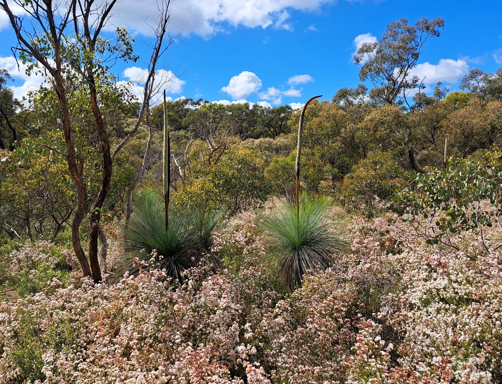 Gobarup Grass Trees and Wildflowers – Ride